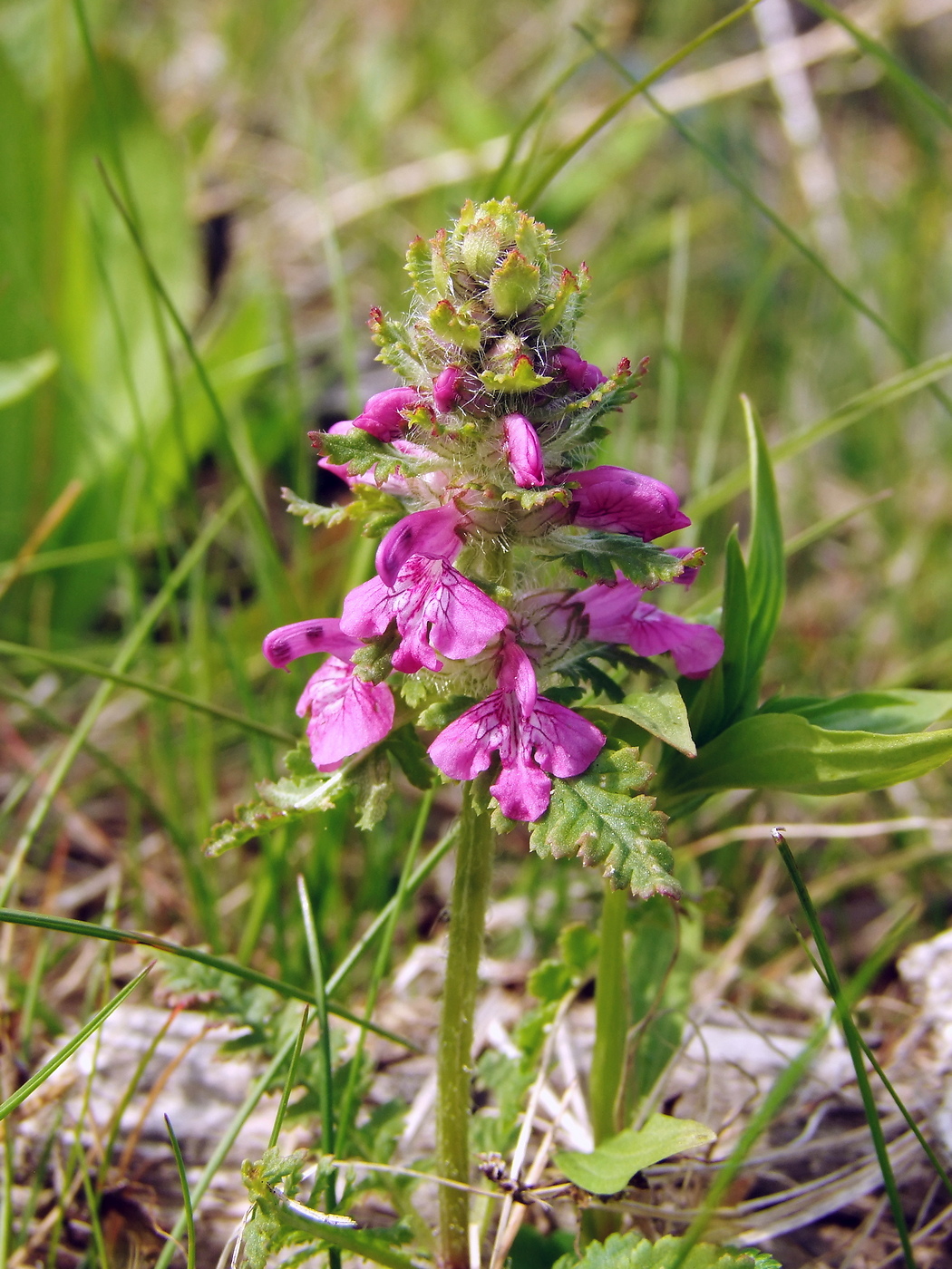 Image of Pedicularis verticillata specimen.