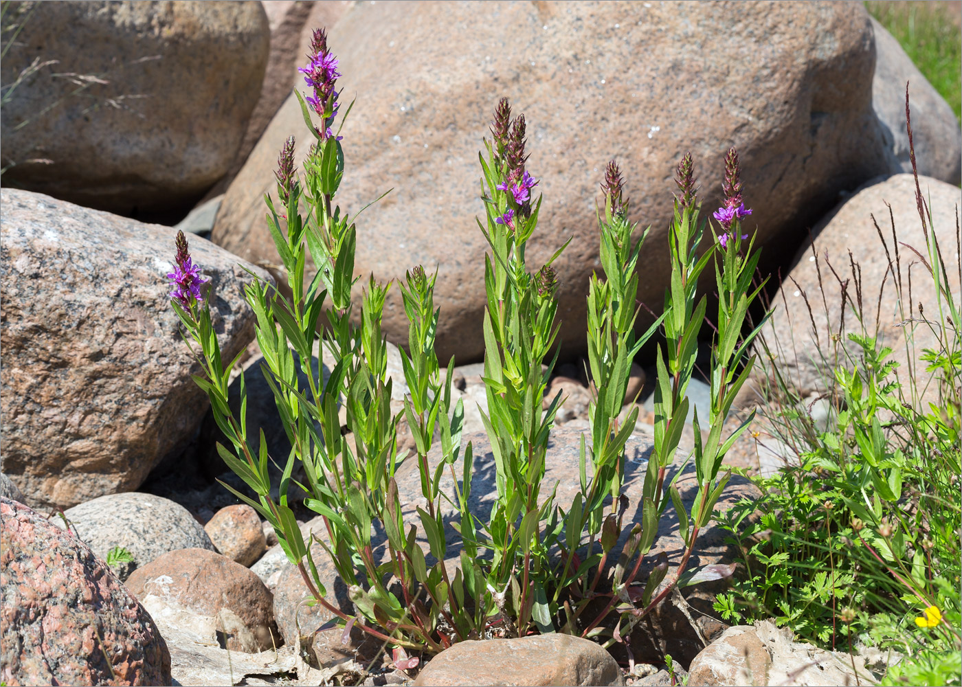 Image of Lythrum intermedium specimen.