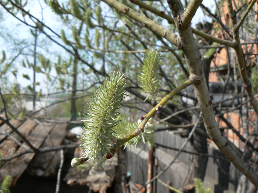 Image of Salix caprea specimen.