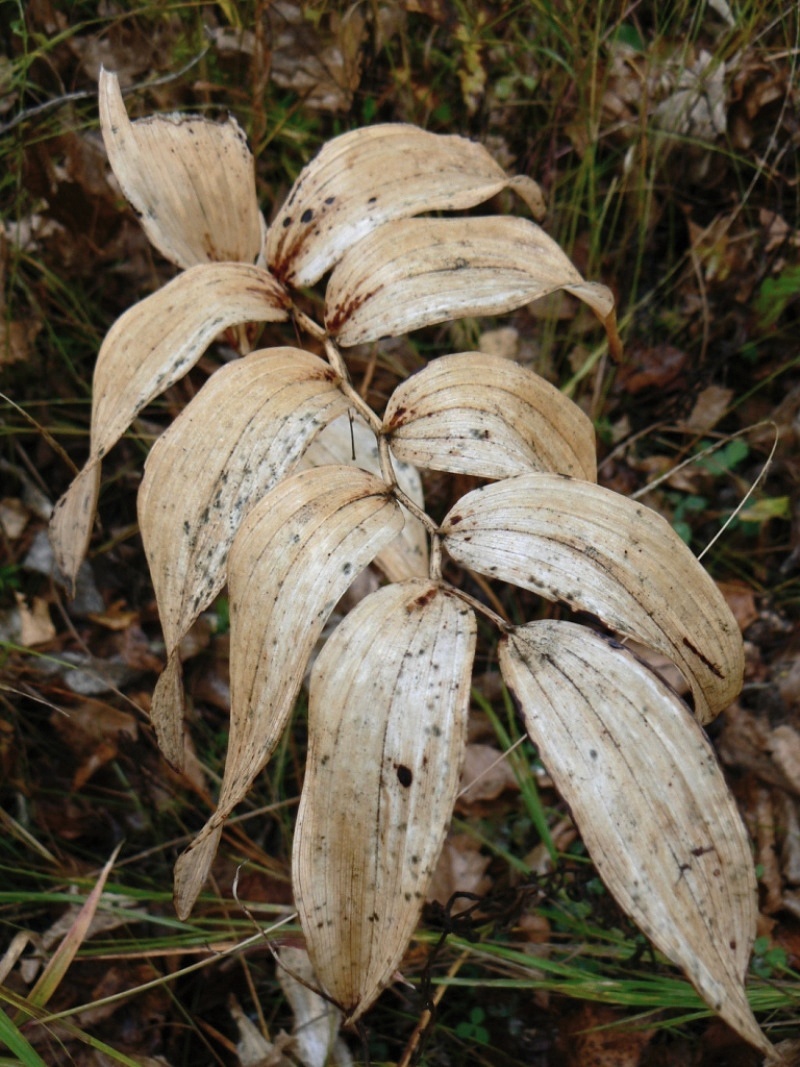 Изображение особи Polygonatum odoratum.