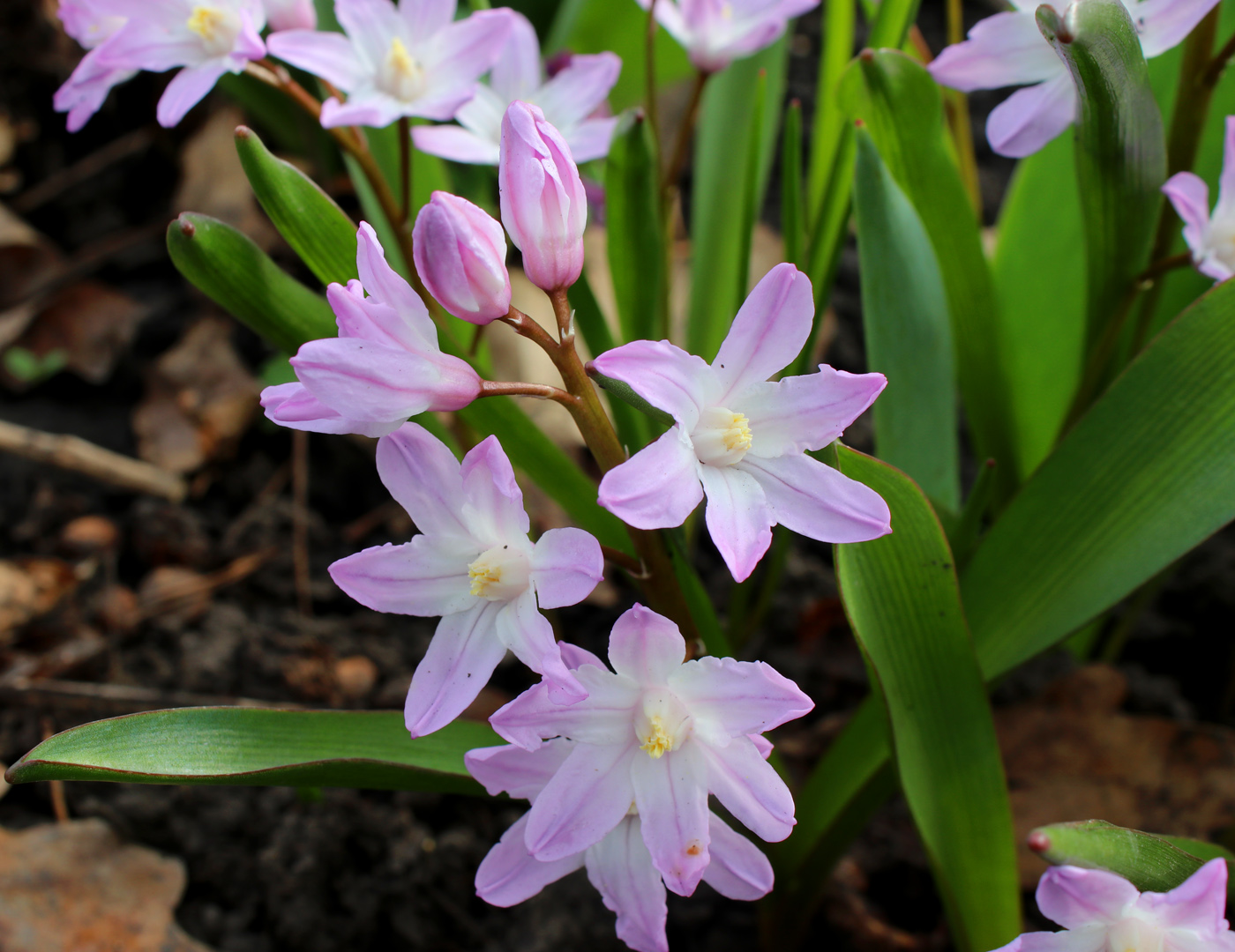 Image of Chionodoxa luciliae var. rosea specimen.