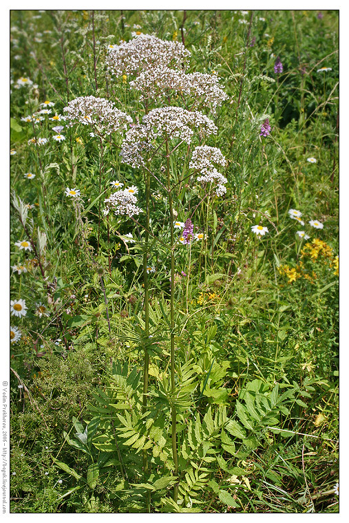 Image of Valeriana officinalis specimen.