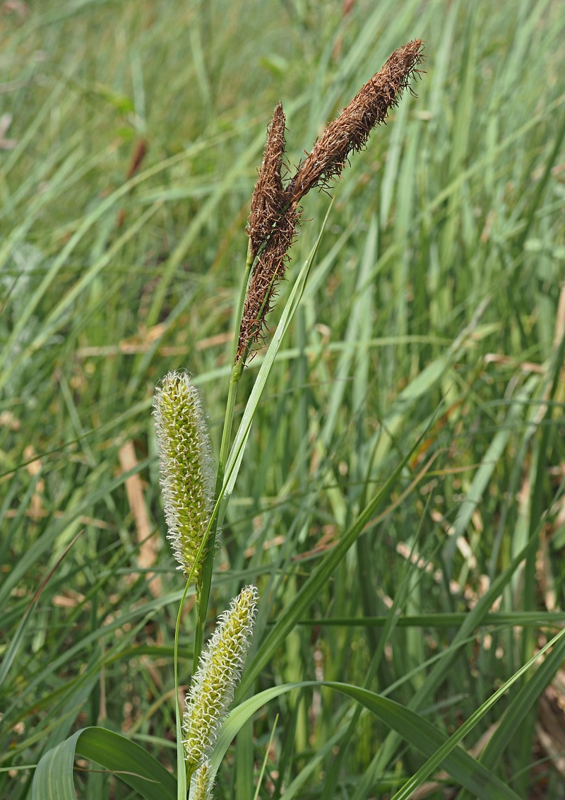 Изображение особи Carex riparia.