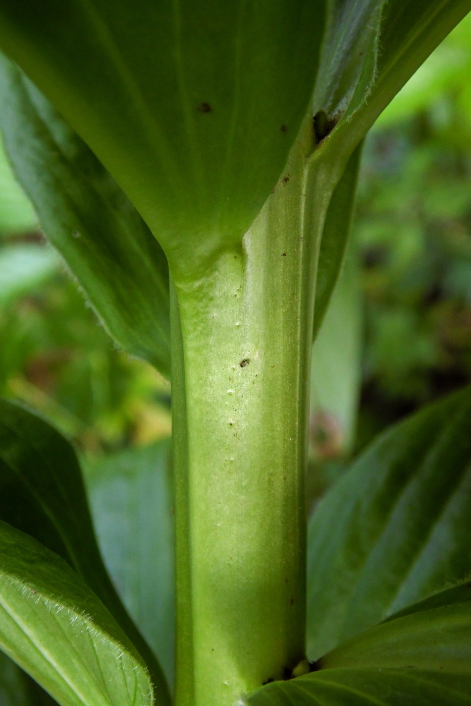 Image of Digitalis schischkinii specimen.