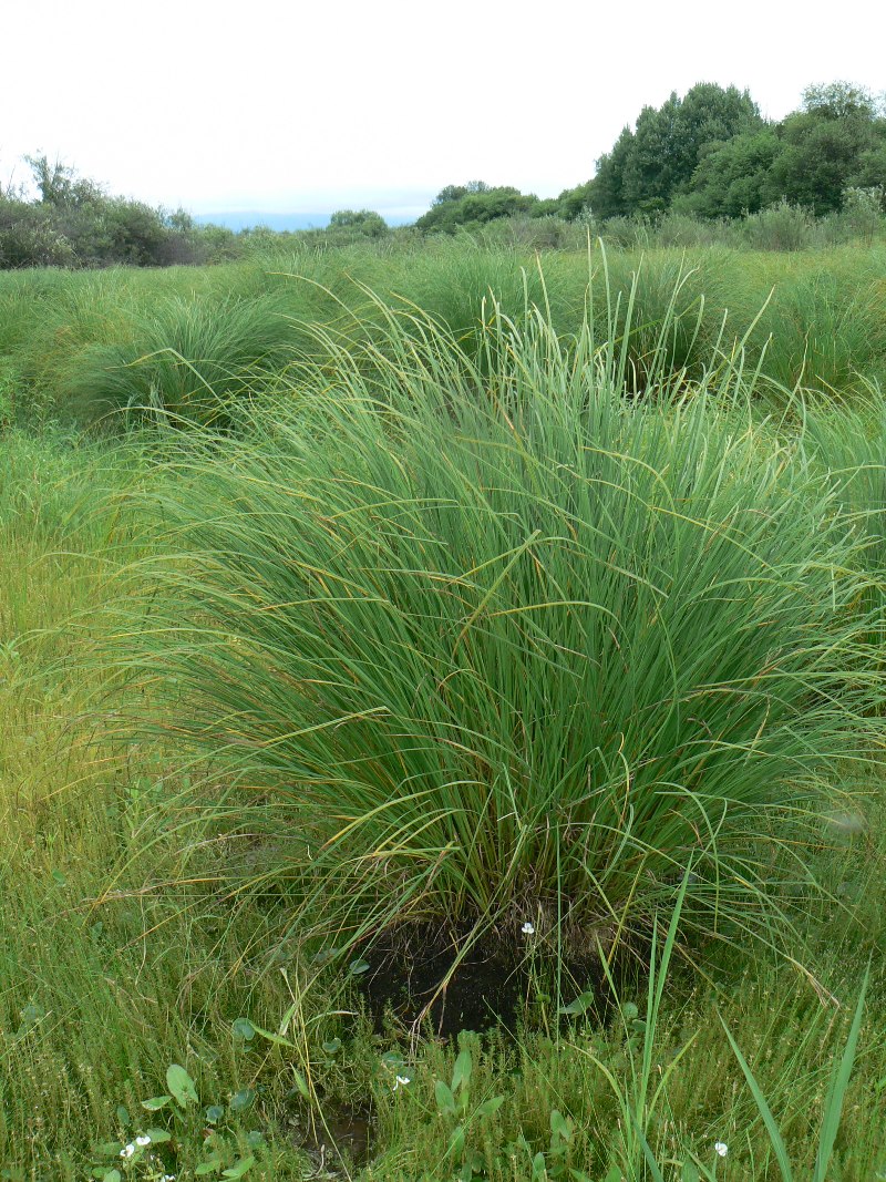 Изображение особи Carex appendiculata.