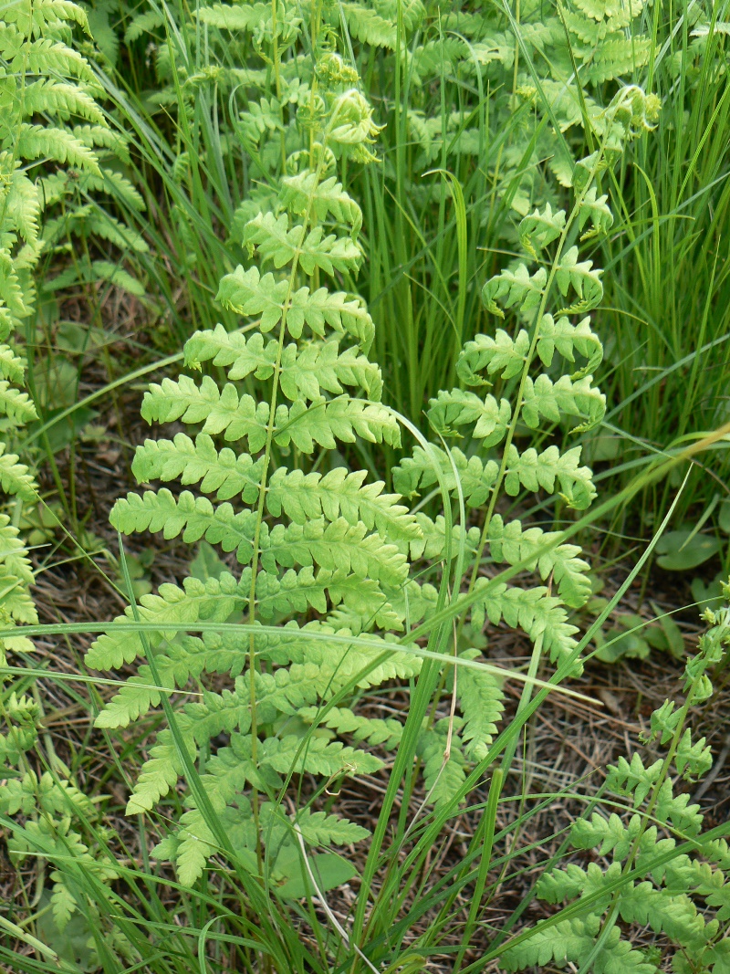 Image of Thelypteris palustris specimen.