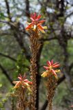 Aloe lutescens. Соцветия. Израиль, г. Иерусалим, ботанический сад университета. 01.05.2019.