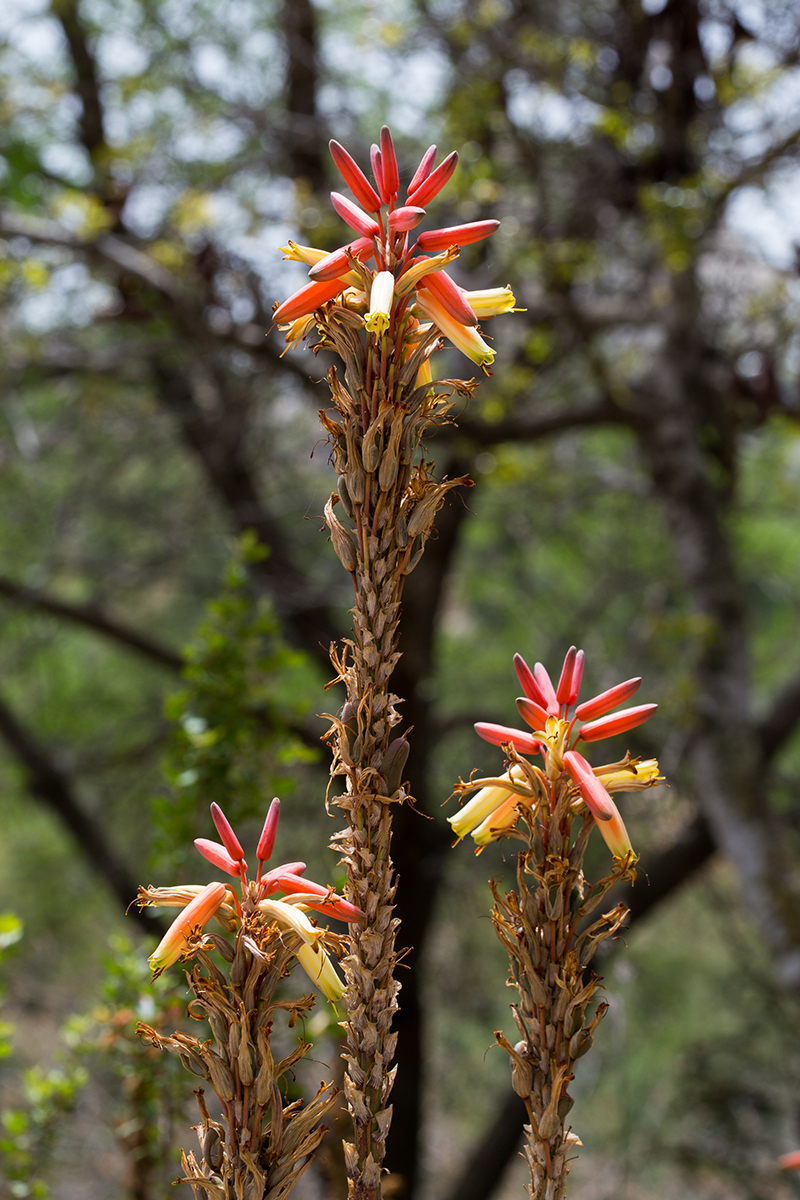 Image of Aloe lutescens specimen.