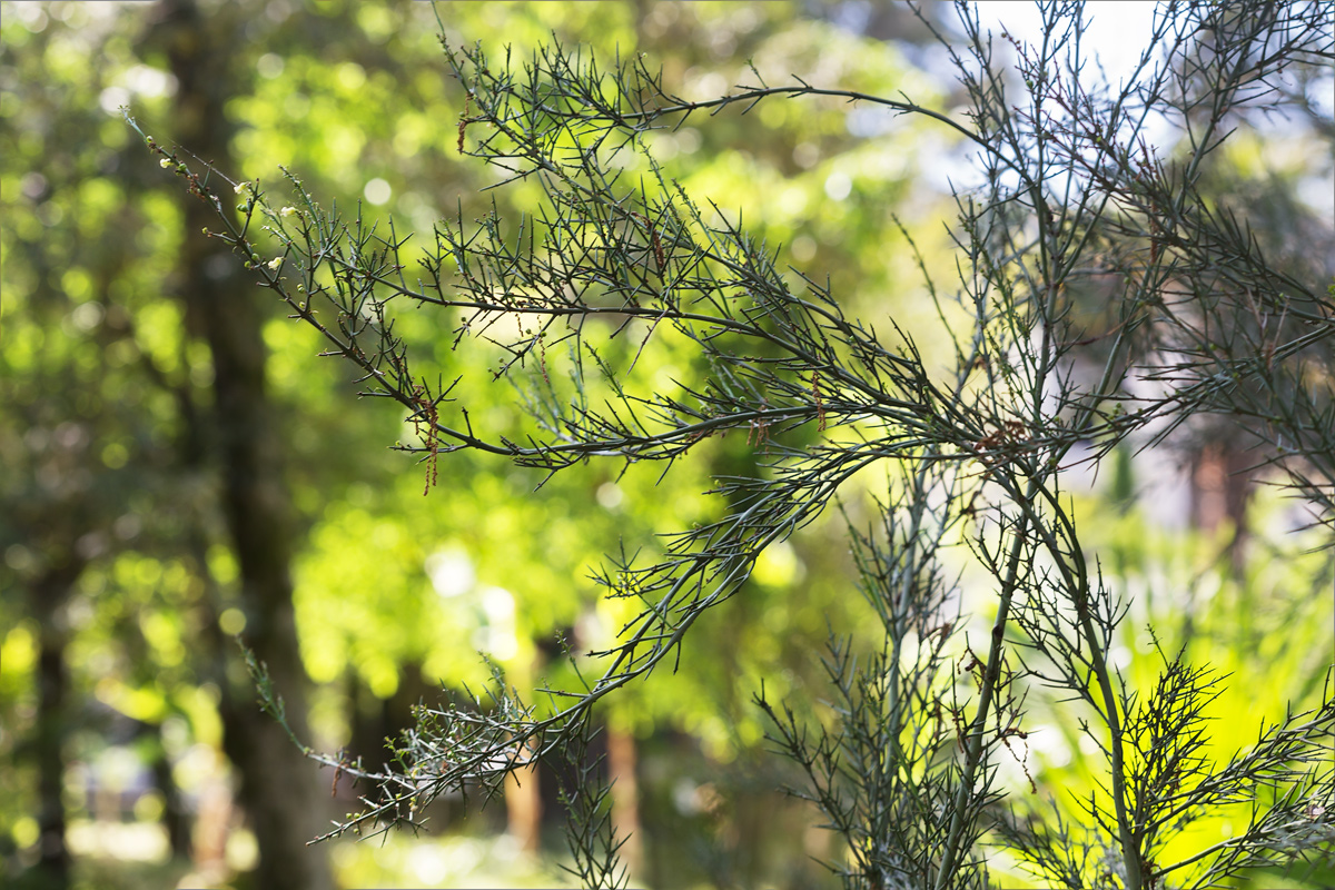 Image of Colletia spinosissima specimen.