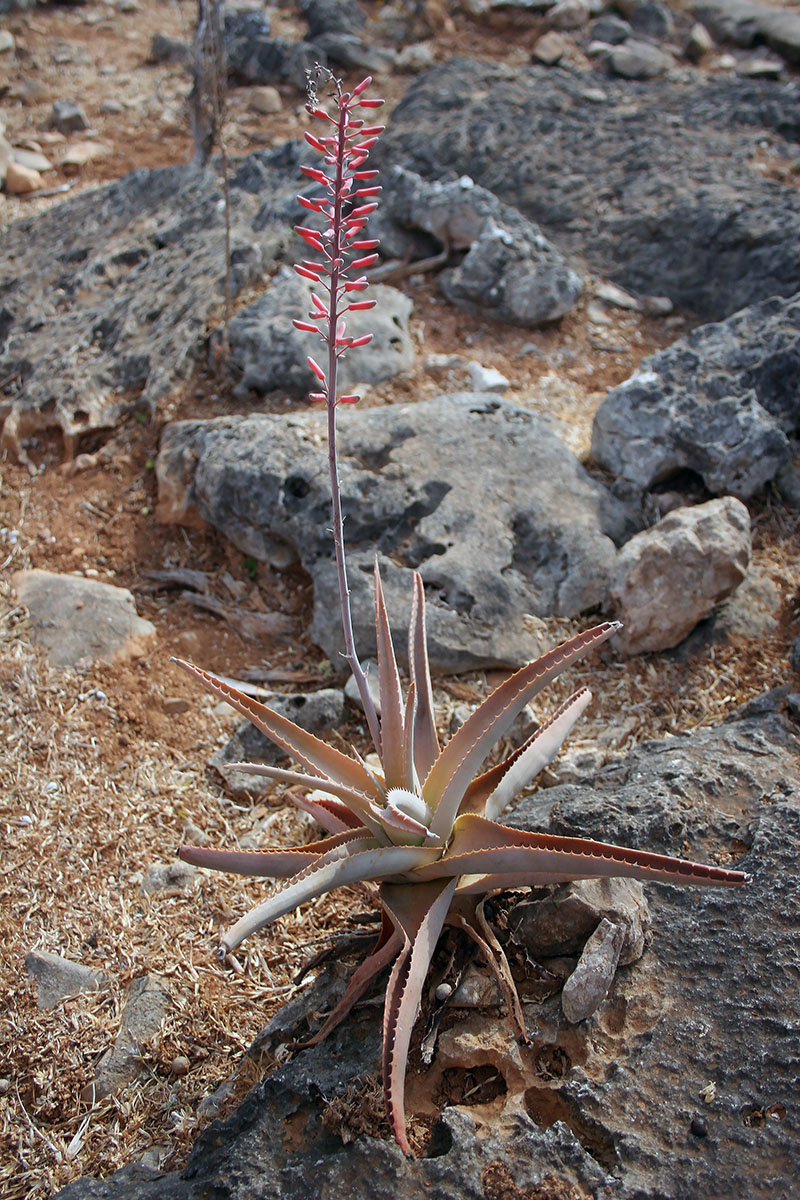 Image of Aloe perryi specimen.