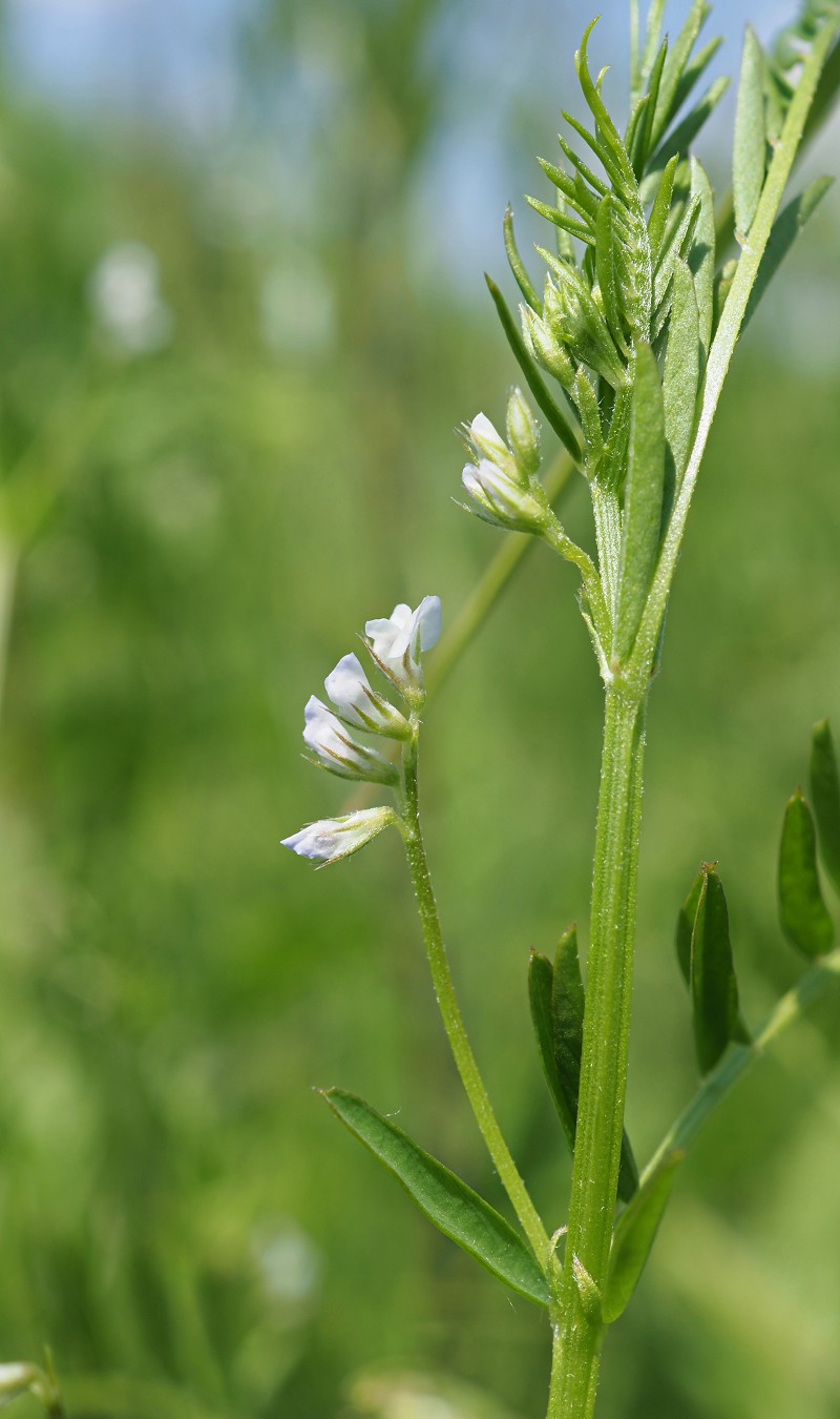 Image of Vicia hirsuta specimen.