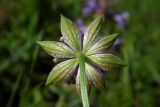 Astrantia maxima. Обёртка соцветия. Республика Адыгея, Майкопский р-н, ок. 7 км к югу от с. Новопрохладное, хр. Ду-Ду-Гуш, выс. ок. 1570 м н.у.м., субальпийский луг. 30.07.2022.