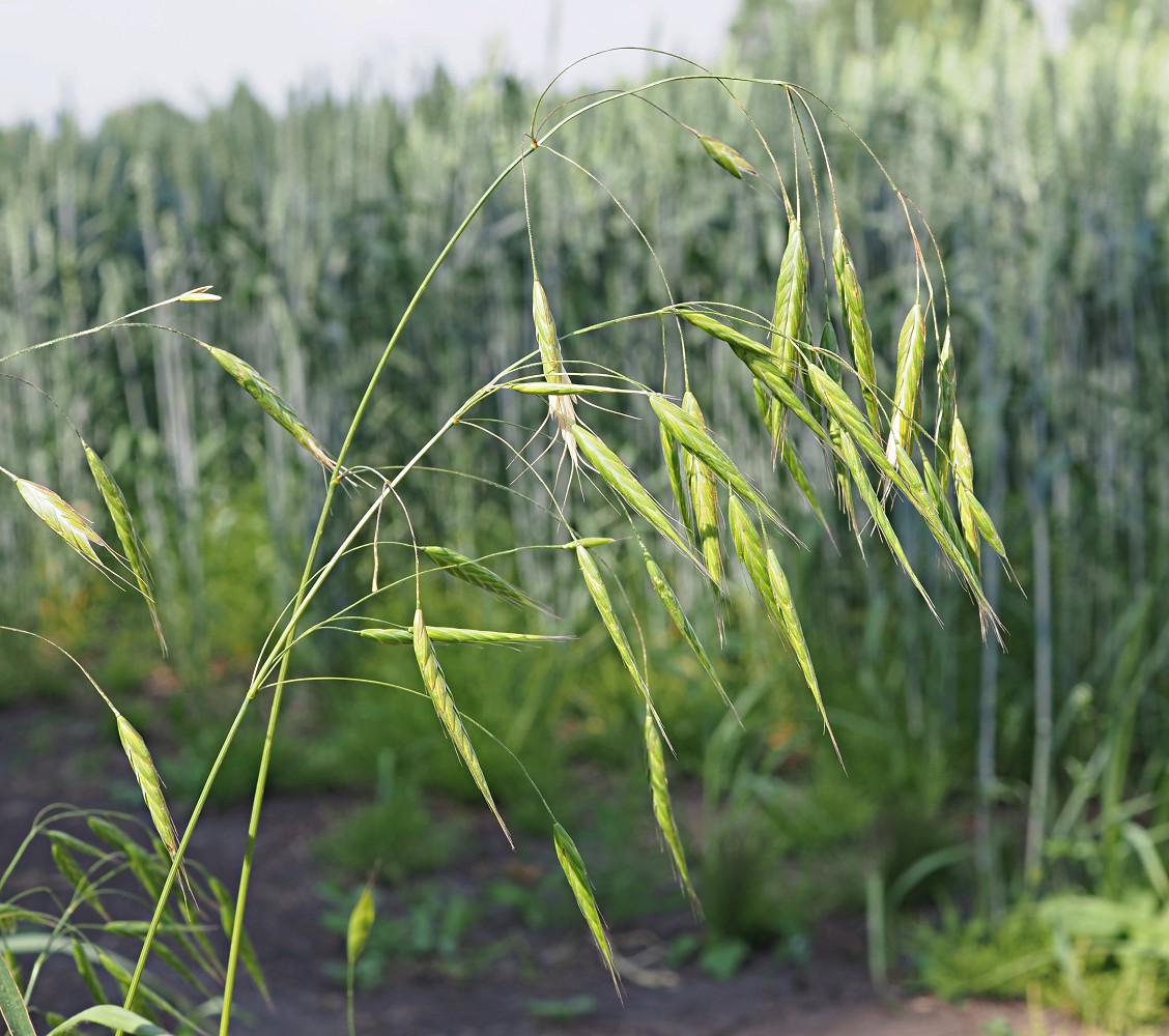 Image of Bromus squarrosus specimen.