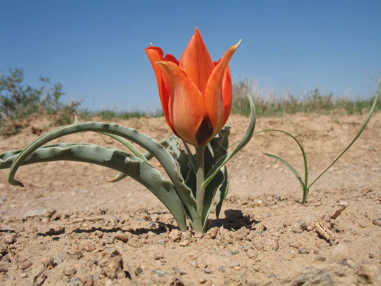 Изображение особи Tulipa borszczowii.