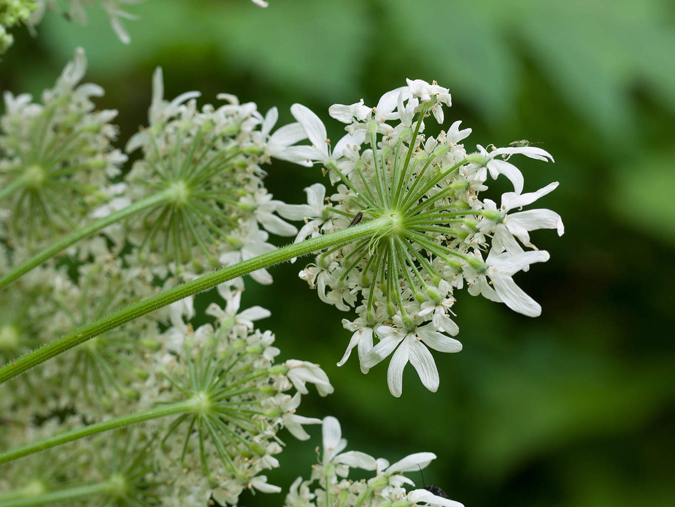 Image of Heracleum mantegazzianum specimen.