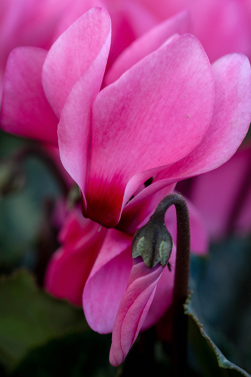 Изображение особи Cyclamen persicum.