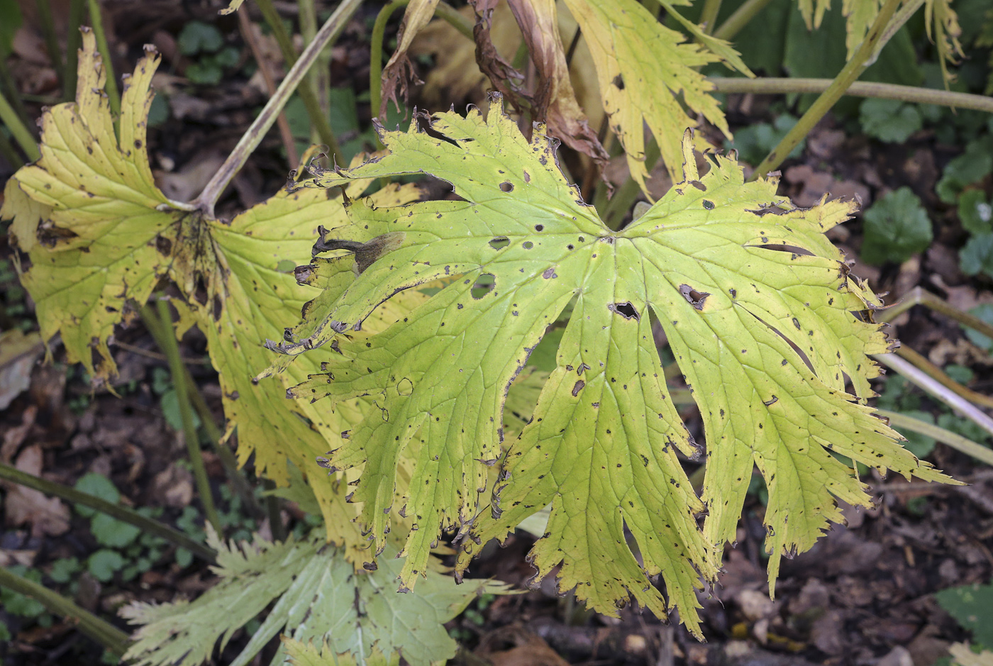 Image of Aconitum septentrionale specimen.