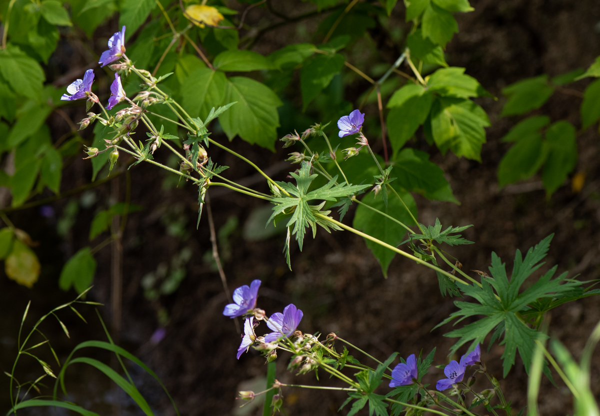 Изображение особи Geranium pratense.