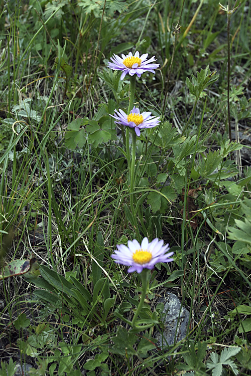 Image of Aster serpentimontanus specimen.