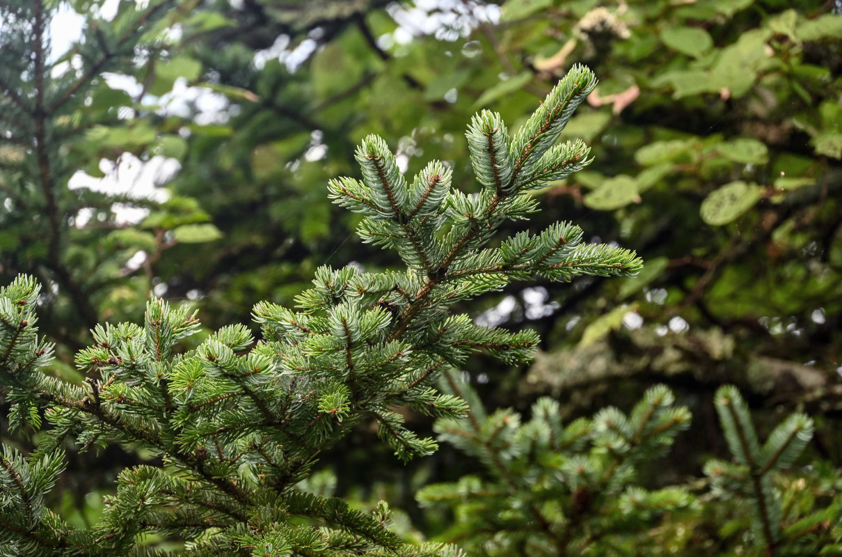 Изображение особи Abies sachalinensis.