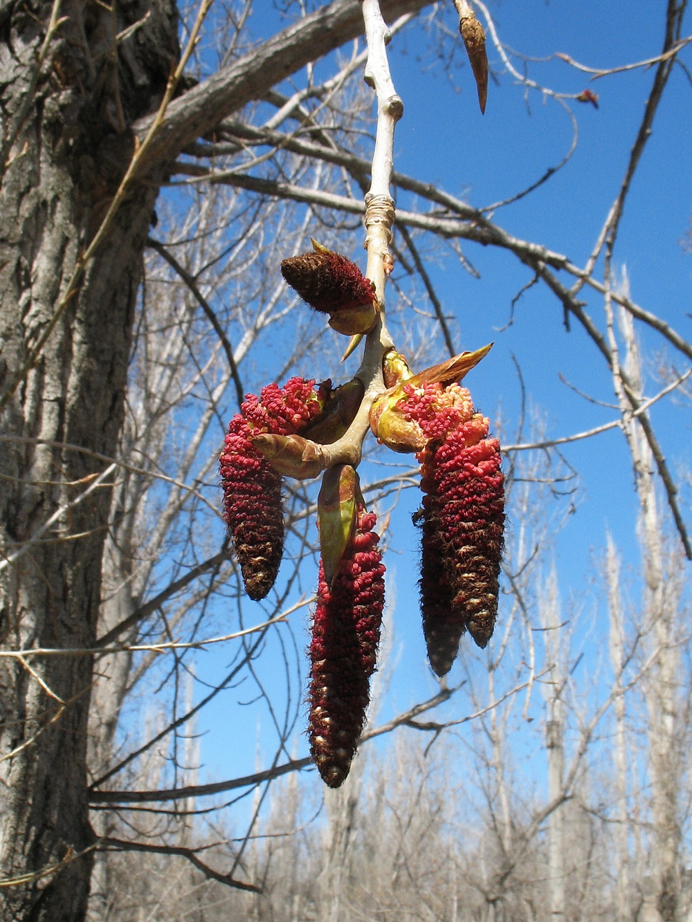 Изображение особи Populus nigra.