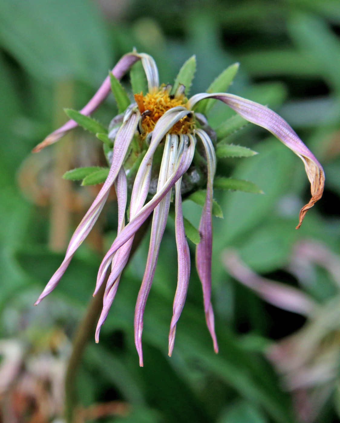 Image of Gazania &times; hybrida specimen.