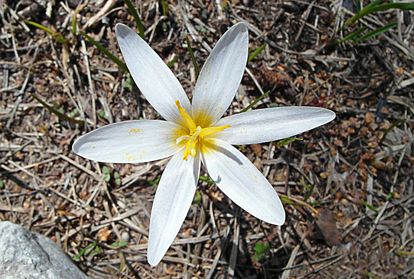 Изображение особи Crocus alatavicus.