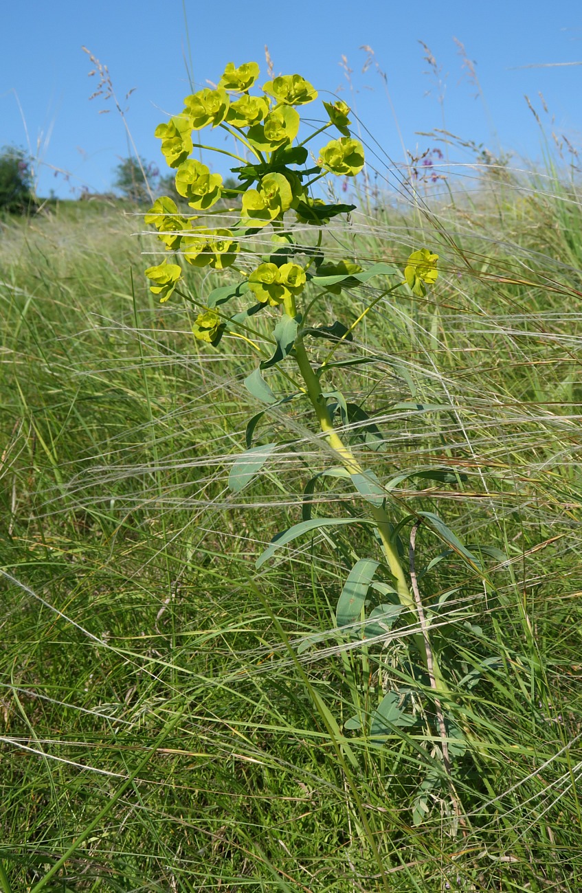 Image of Euphorbia stepposa specimen.