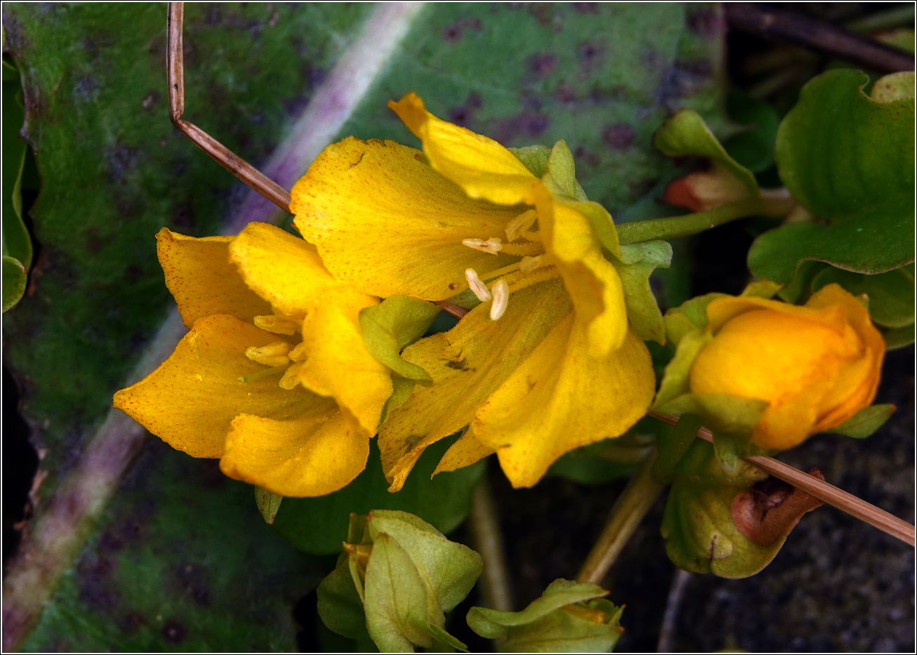 Image of Lysimachia nummularia specimen.