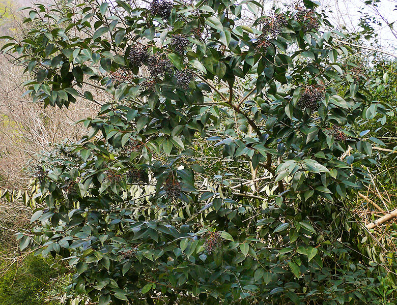 Image of Ligustrum lucidum specimen.