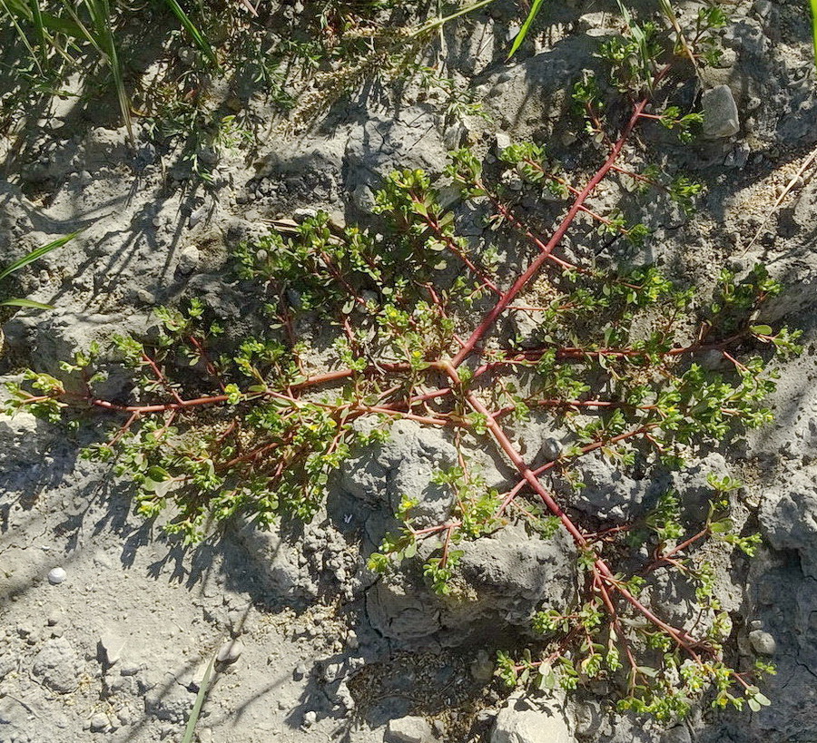 Изображение особи Portulaca oleracea.