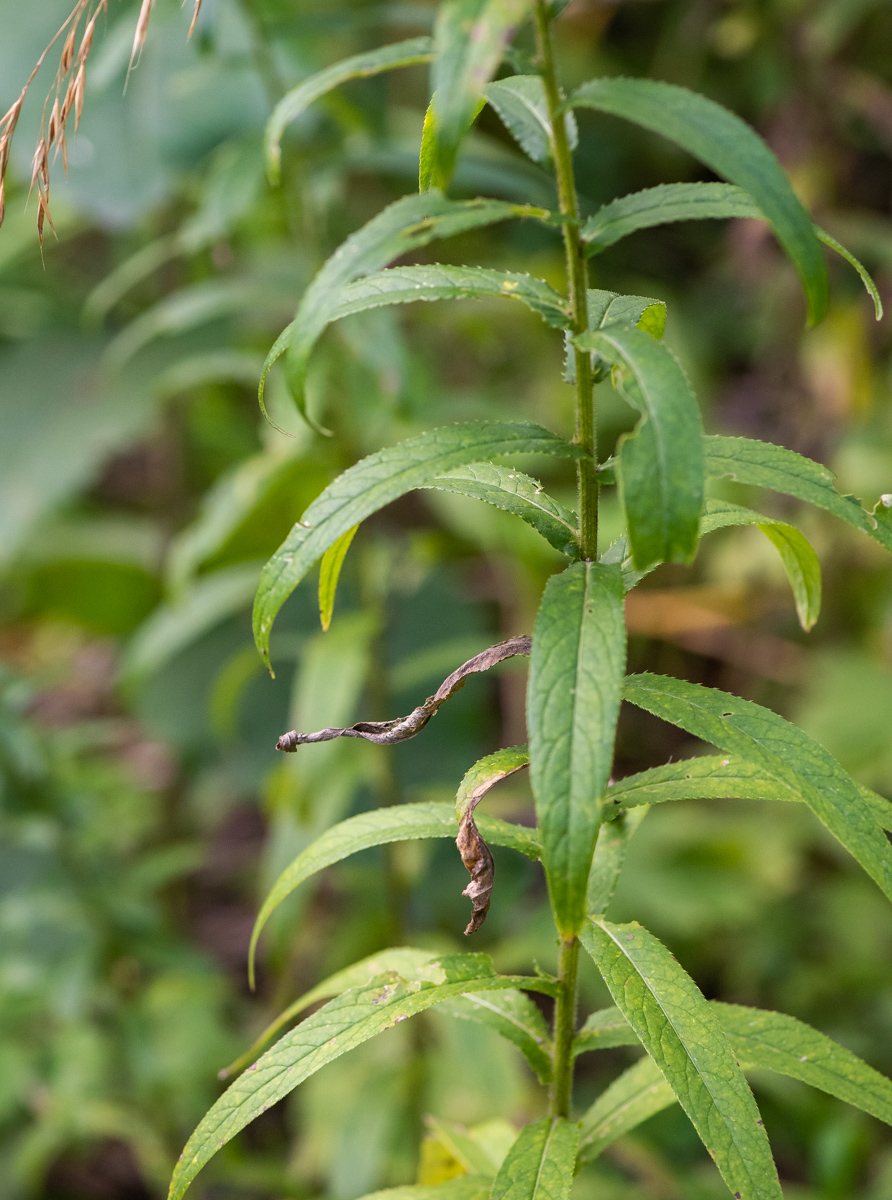 Изображение особи Cirsium serratuloides.