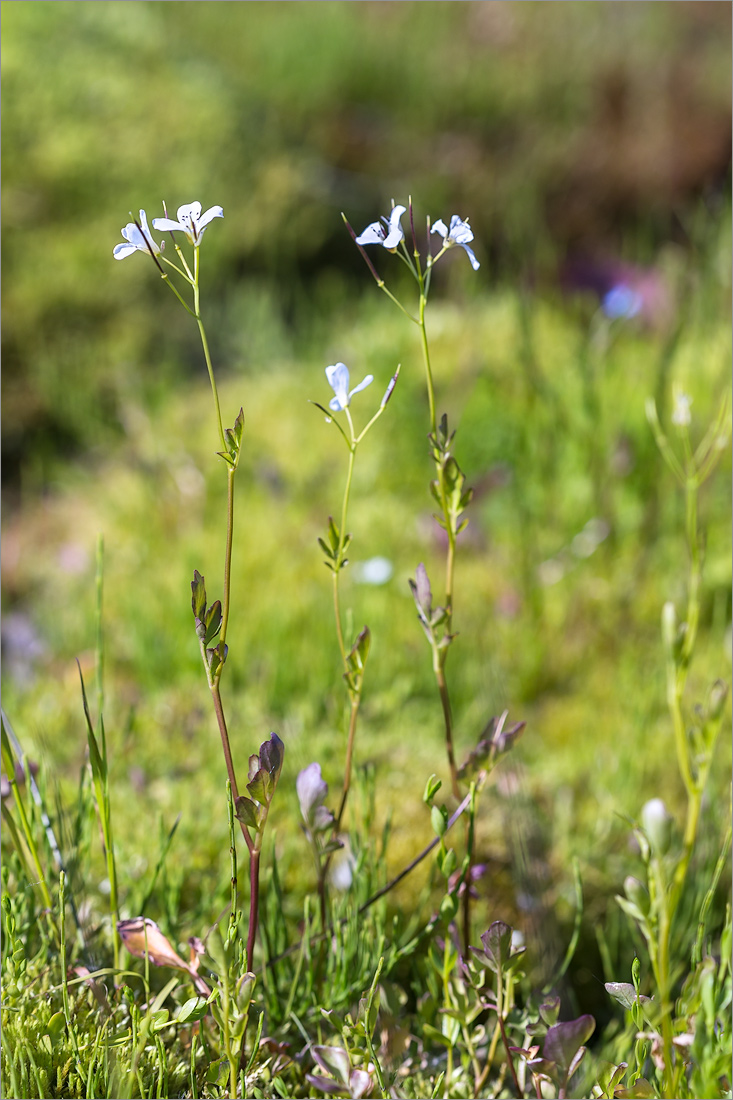 Image of Cardamine pratensis specimen.