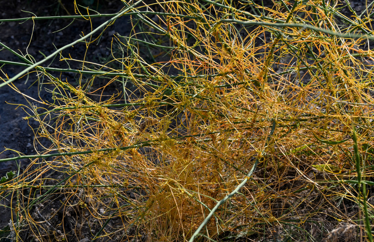 Image of genus Cuscuta specimen.