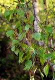 Betula pendula. Верхушка ветви с соцветиями и прошлогодними соплодиями. Дагестан, Гунибский р-н, окр. с. Гамсутль, ≈ 1400 м н.у.м., смешанный лес. 03.05.2022.