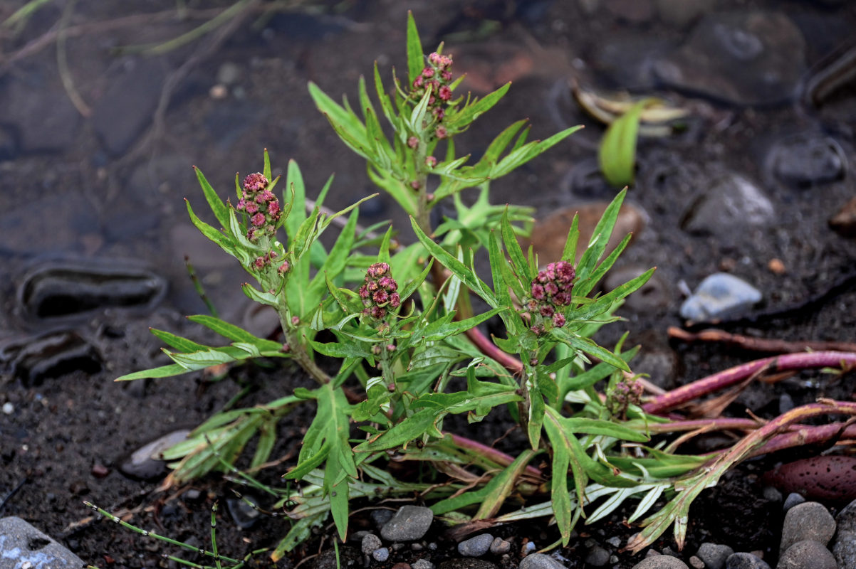 Image of Artemisia tilesii specimen.