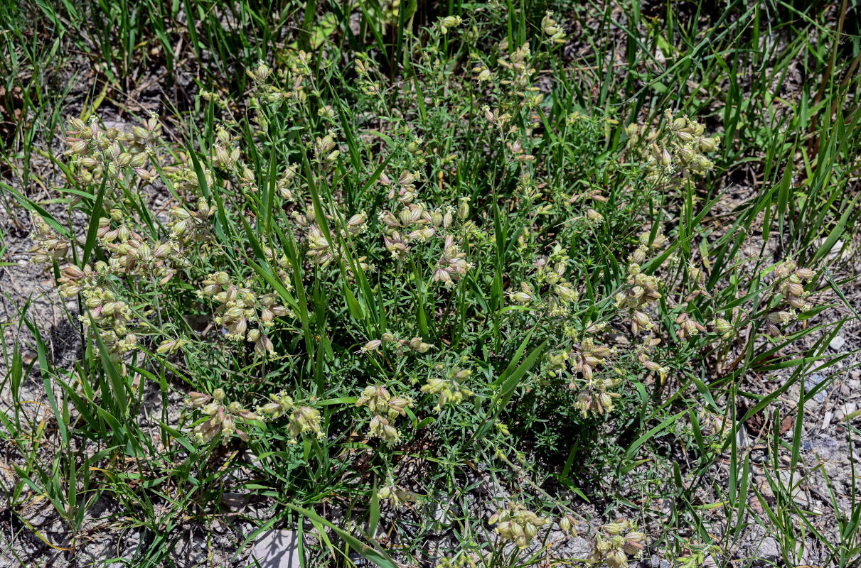 Image of Silene spergulifolia specimen.