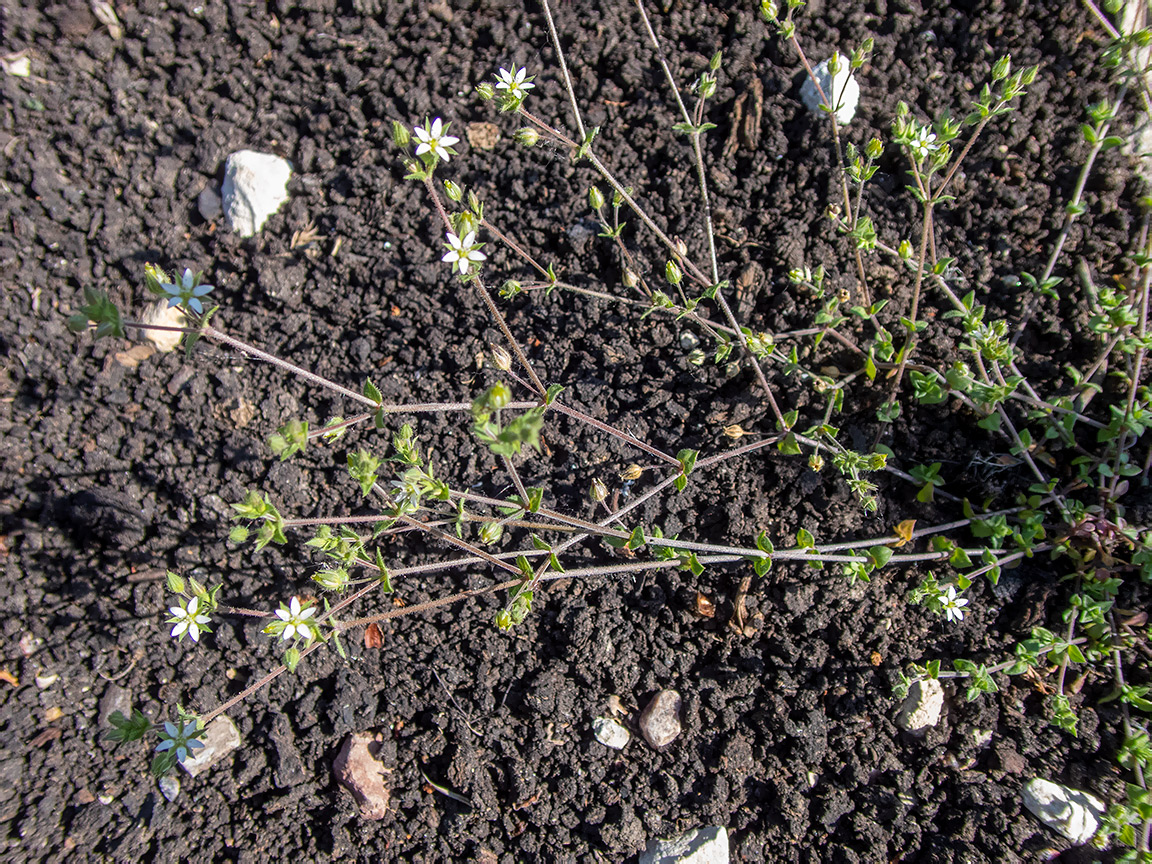 Image of Arenaria serpyllifolia specimen.