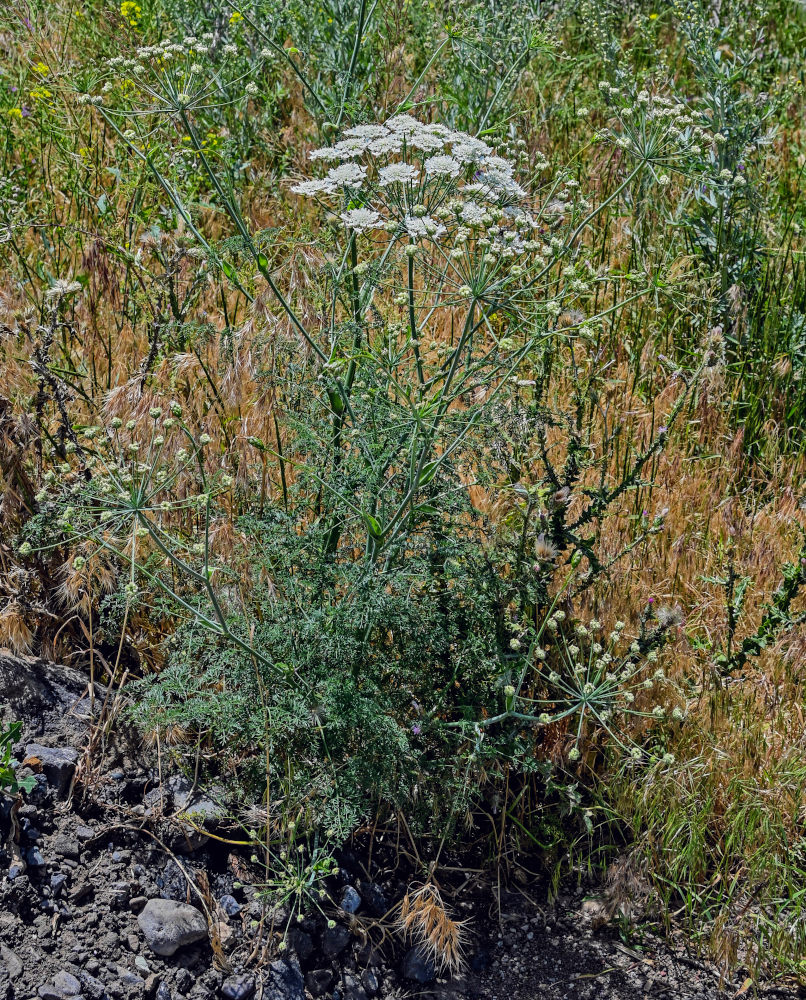 Image of Astrodaucus orientalis specimen.