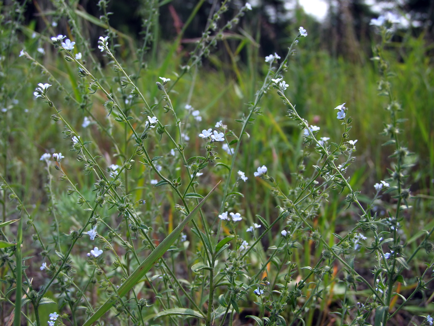 Image of Lappula squarrosa specimen.