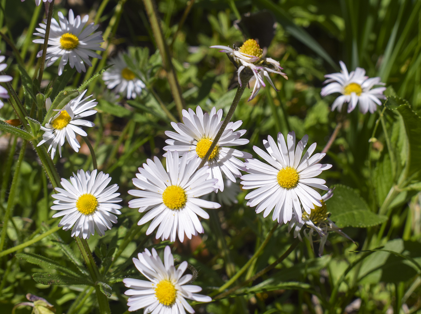 Image of Bellis perennis specimen.