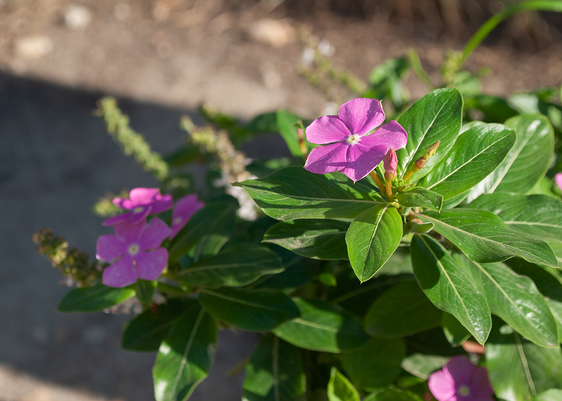 Image of Catharanthus roseus specimen.