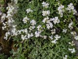 Смотреть изображение Arabis caucasica