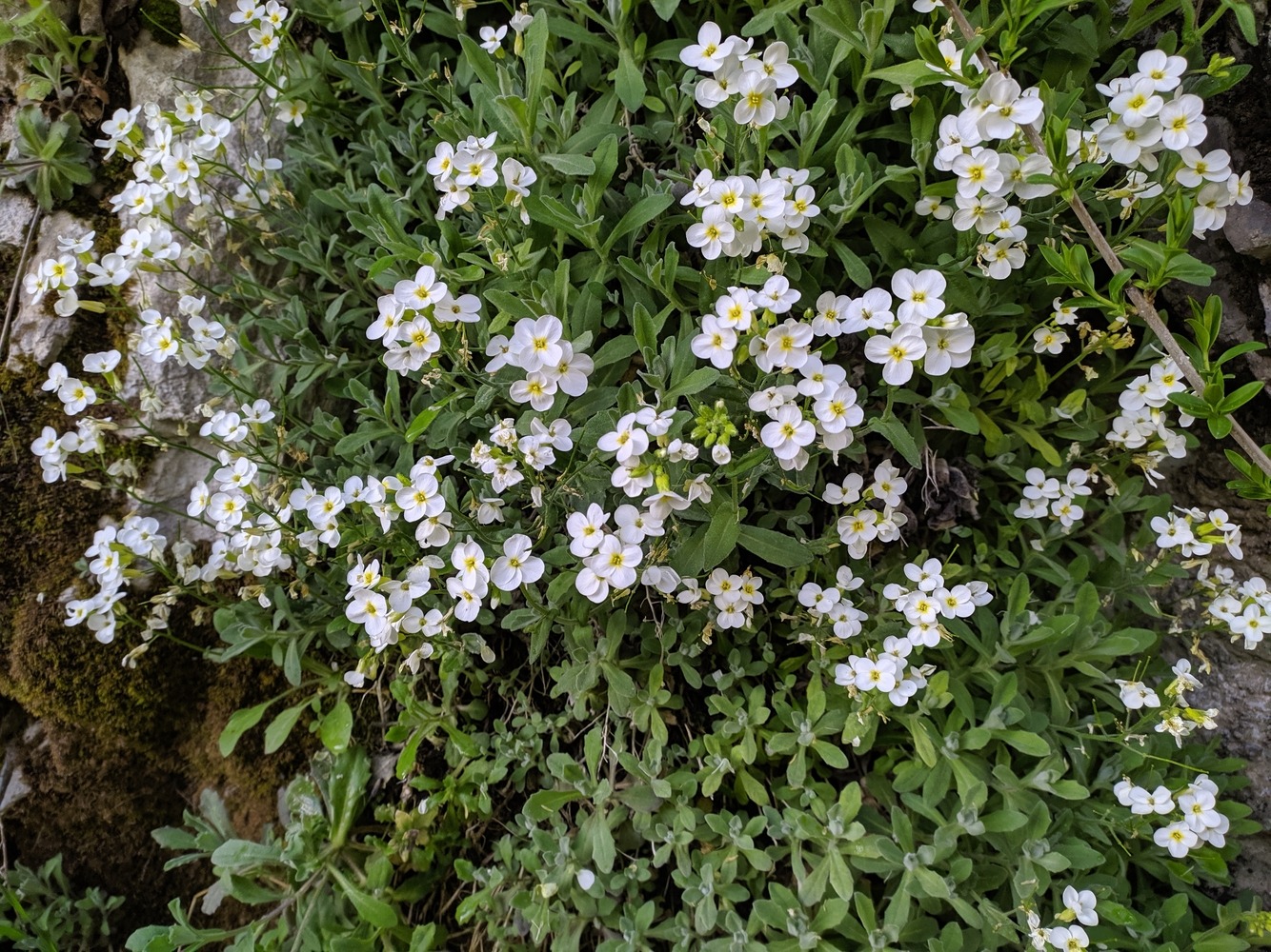 Image of Arabis caucasica specimen.