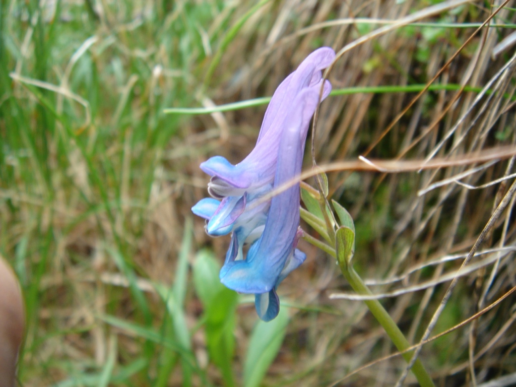 Изображение особи Corydalis emanueli.