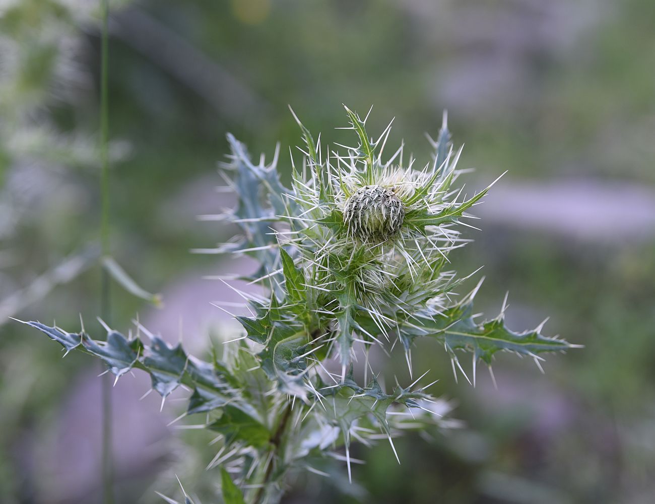 Изображение особи Cirsium echinus.