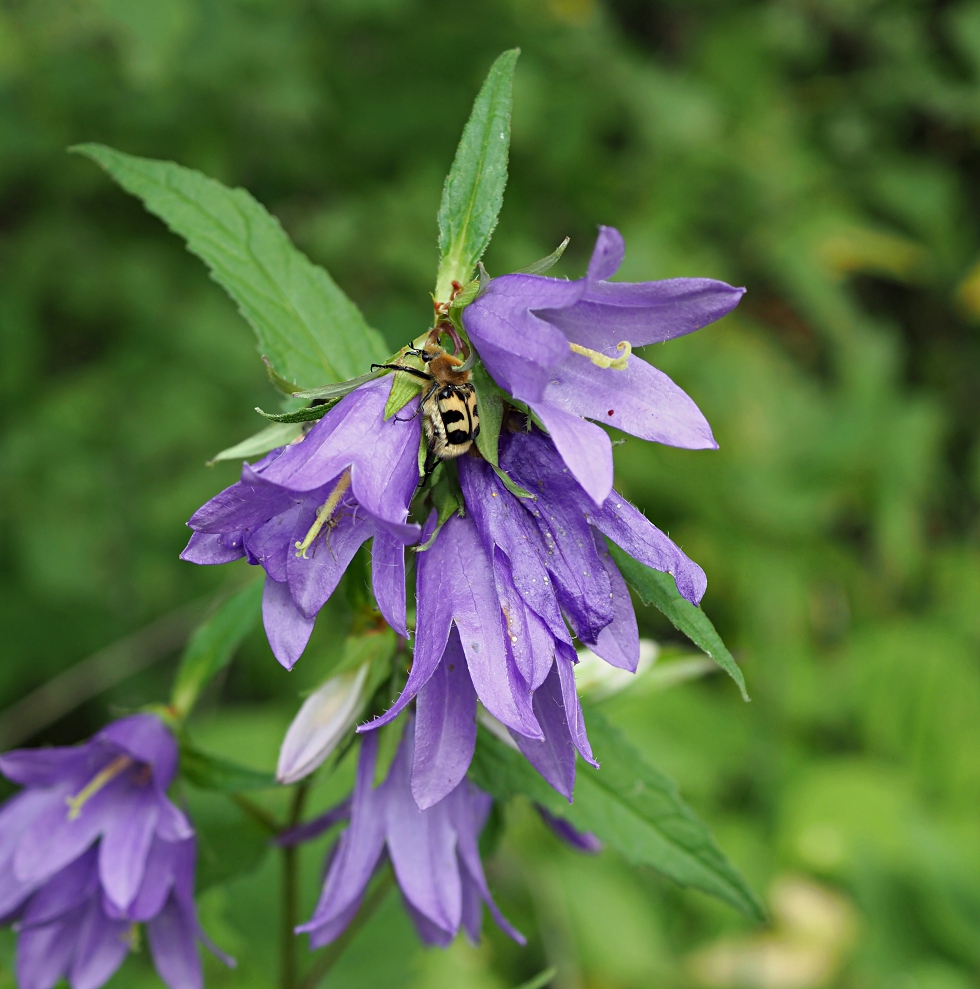 Image of Campanula trachelium specimen.