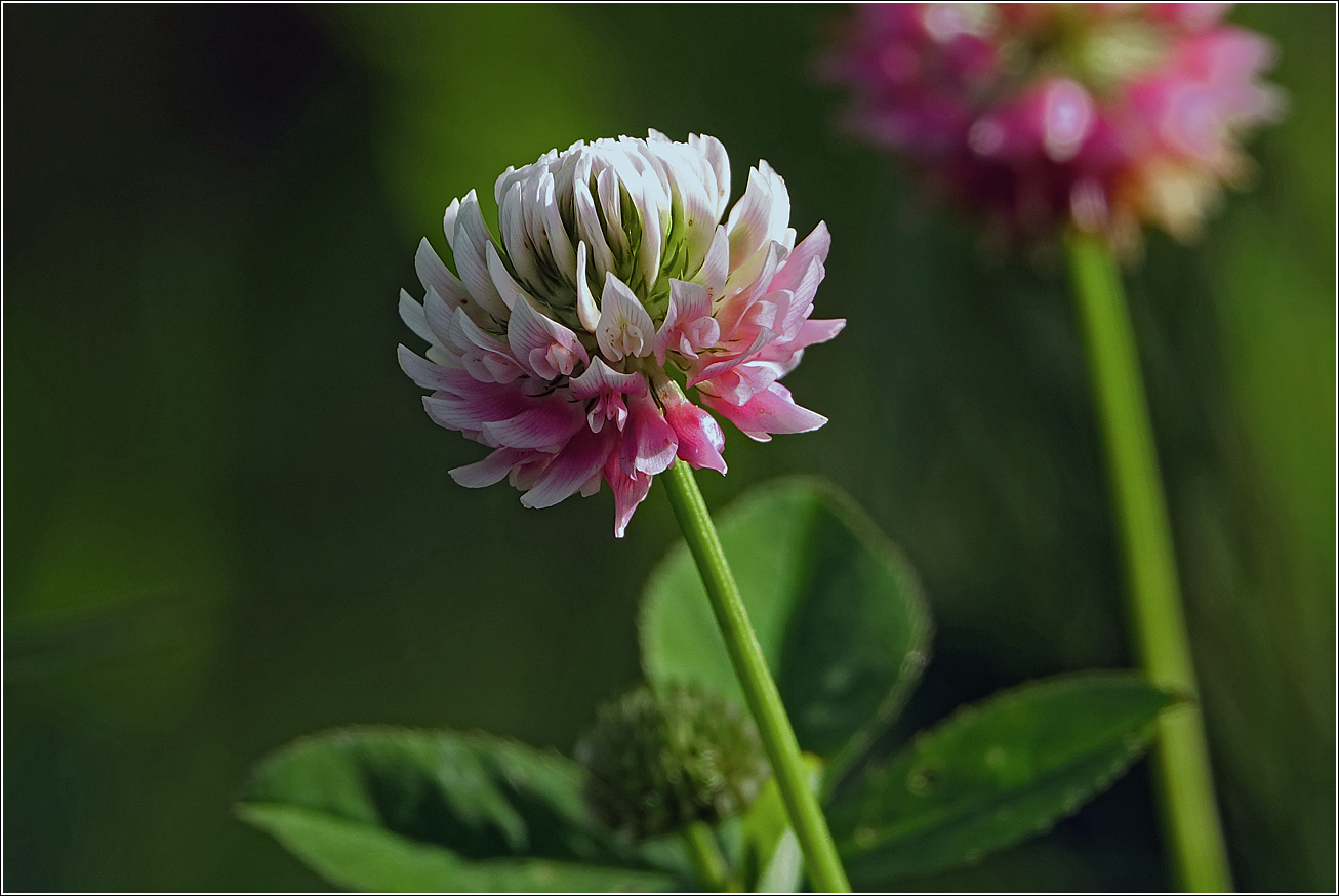 Image of Trifolium hybridum specimen.