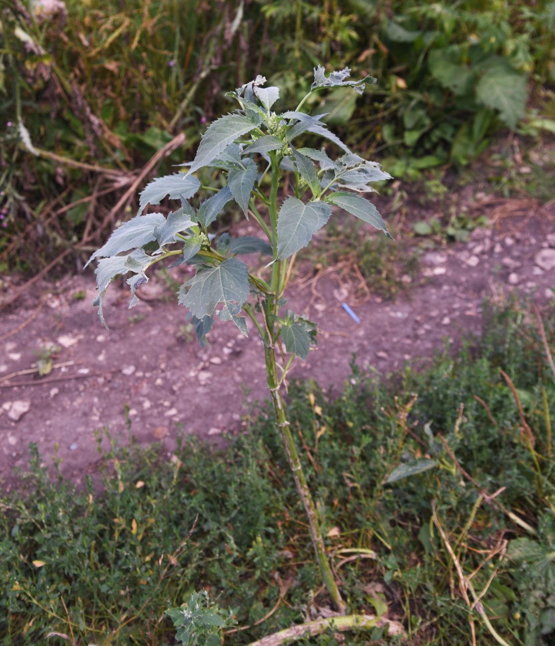 Изображение особи Cyclachaena xanthiifolia.