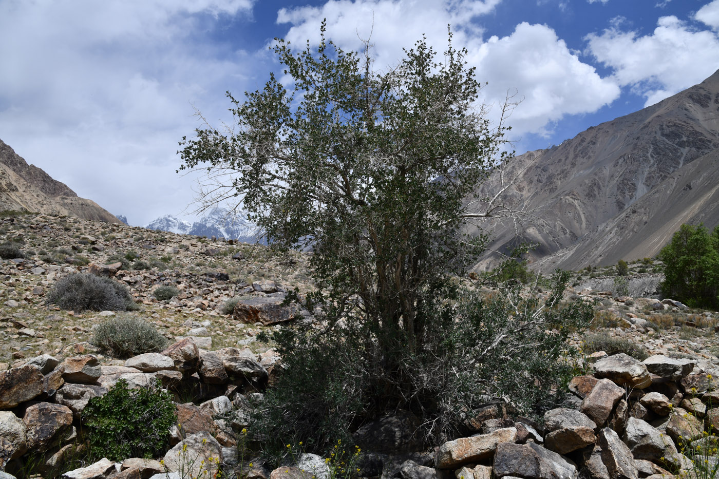 Image of Lonicera microphylla specimen.